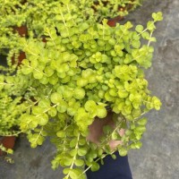 金钱草别名金叶过路黄 连钱草小苗批发 花坛花镜庭院小区园林点缀苗