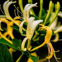 出售爬藤植物金银花 花坛花镜租摆用苗 小区公园庭院绿化种植观赏